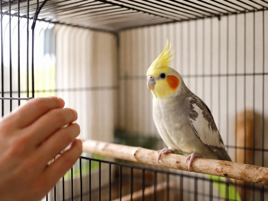 Alert healthy pet bird perched in its cage while a caregiver hand observes nearby.