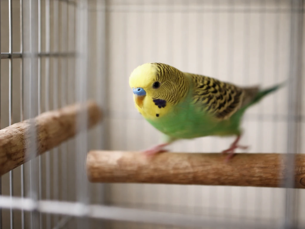 Small pet bird pacing inside a cage between two perches, with visible cage bars and slight motion blur.