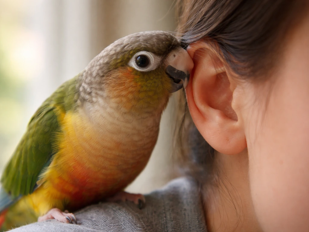 Why Does My Bird Nibble or Bite My Ear? Fixes Today