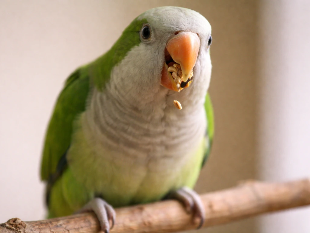 Close-up of a parrot on a branch with seeds near its beak, subtle neck motion suggesting regurgitation.