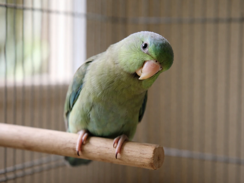A pet parrot perched on a dowel and leaning noticeably to one side, suggesting balance trouble.