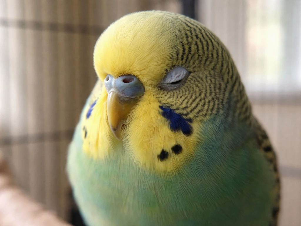 Close-up of a pet bird with one eye squinting and a visible nictitating membrane.