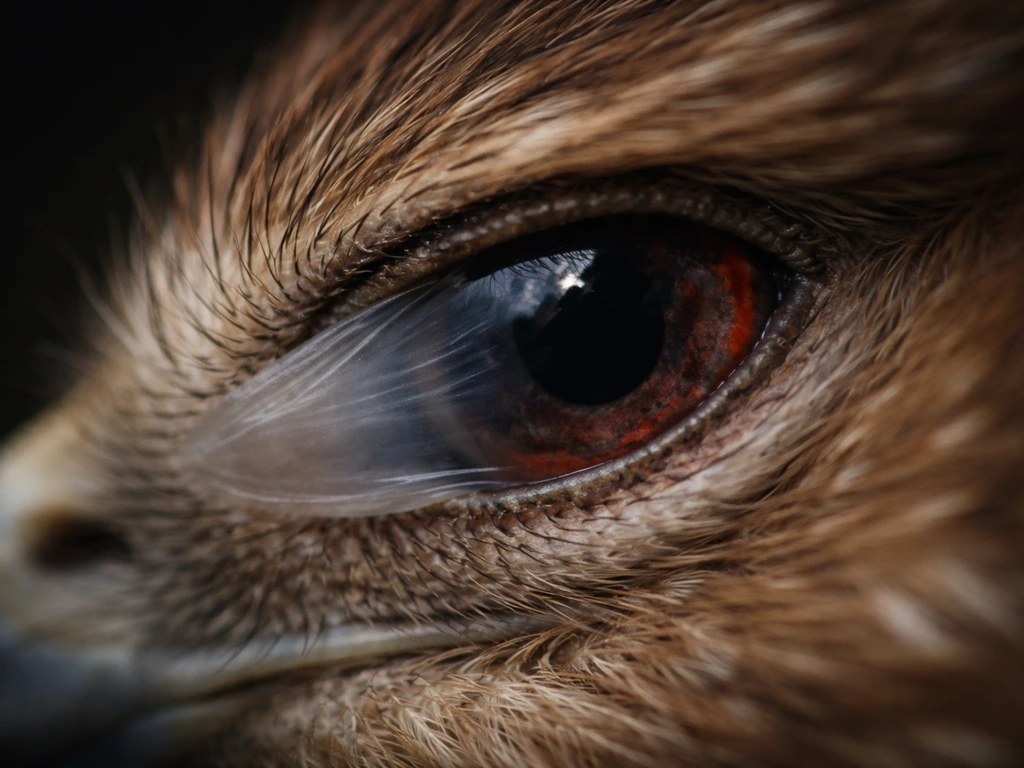 Close-up of a bird eye showing three eyelid layers and a sweeping nictitating membrane across the eye.