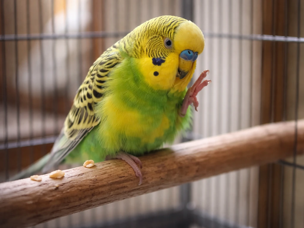 A small parrot preening on a wooden perch inside a softly lit cage, beak slightly open.
