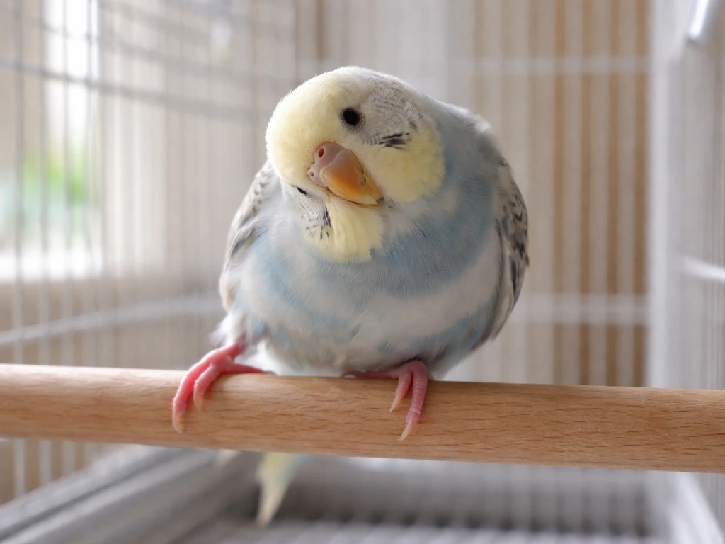 My Bird Is Losing His Balance: Causes and What to Do