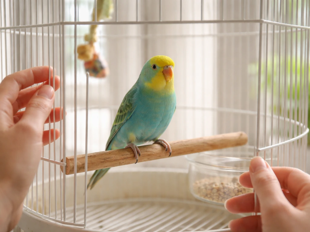 A colorful pet bird perched inside its cage while a hand gently checks around it for signs of health.