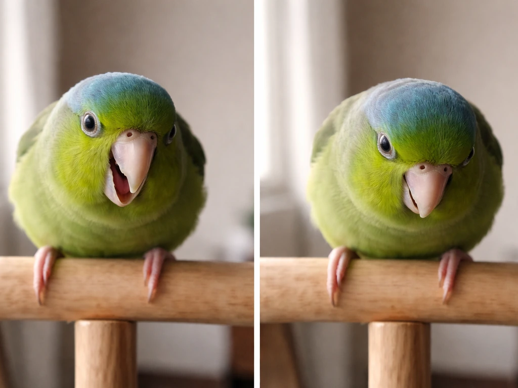 Close-up of a small pet bird with eye pinning, leaning forward on a perch, showing excited vs irritated cues.