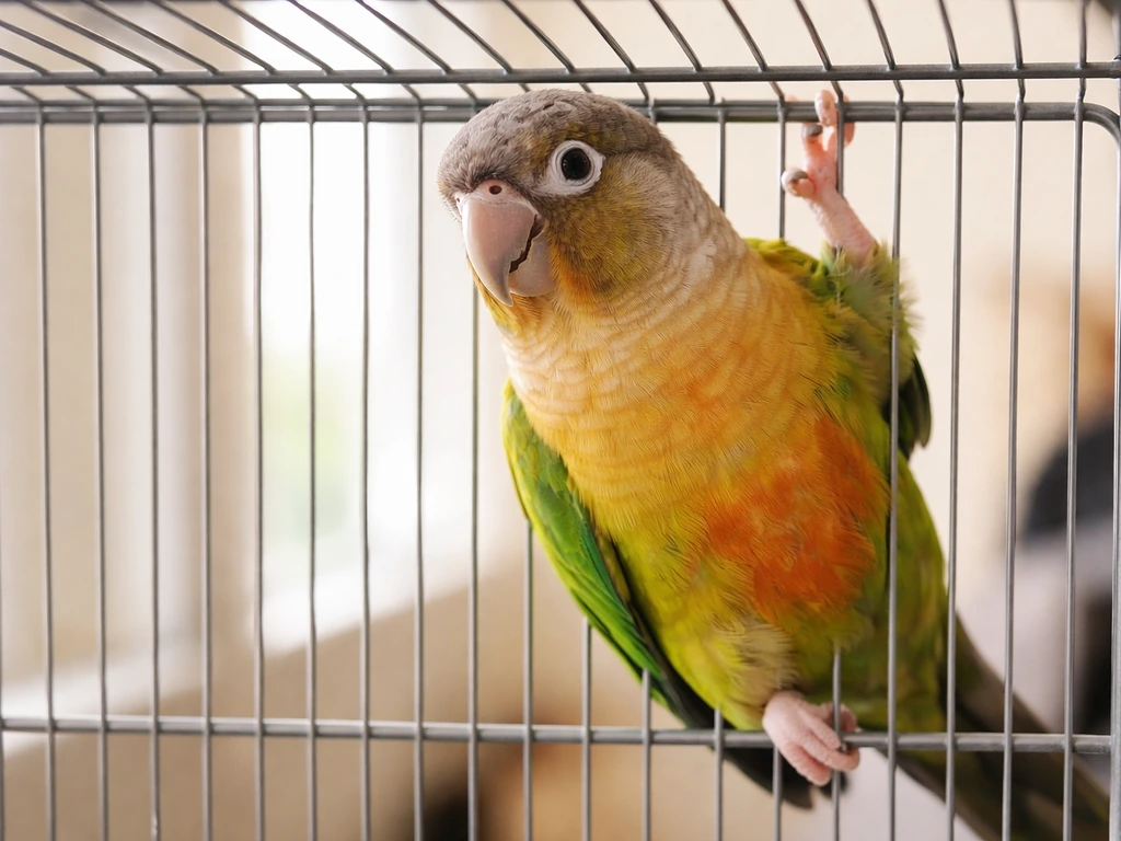 Small pet bird climbing the metal bars of its cage in bright natural light